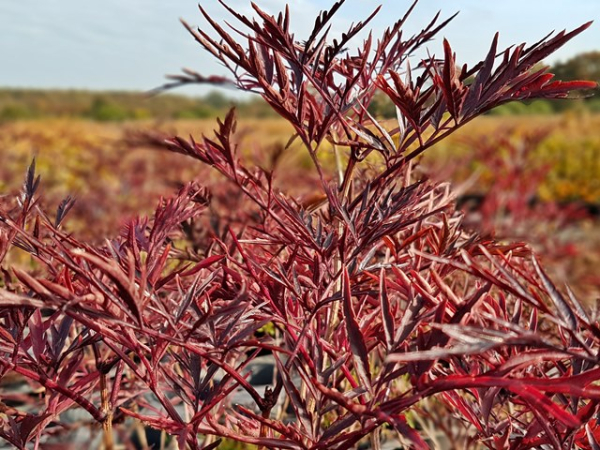 Sambucus nigra Black Lace Schwarzer Holunder